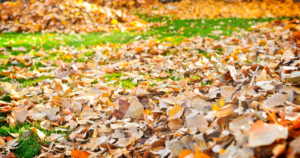 leaf removal and pick up company - New Horizon Property Management