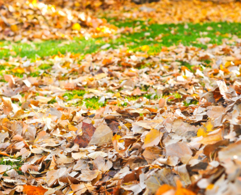 leaf removal and pick up company - New Horizon Property Management
