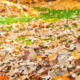 leaf removal and pick up company - New Horizon Property Management